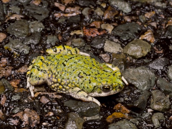 Western Green Toad (Anaxyrus debilis insidior)