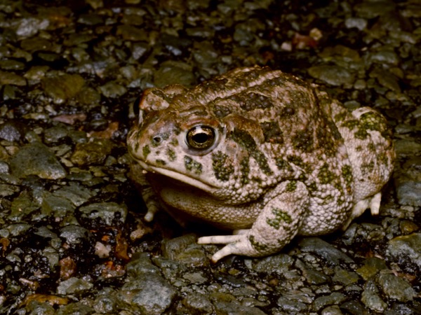 Great Plains Toad (Anaxyrus cognatus)