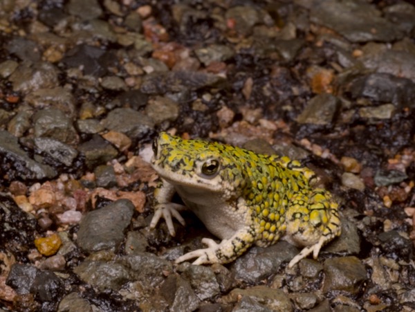 Western Green Toad (Anaxyrus debilis insidior)