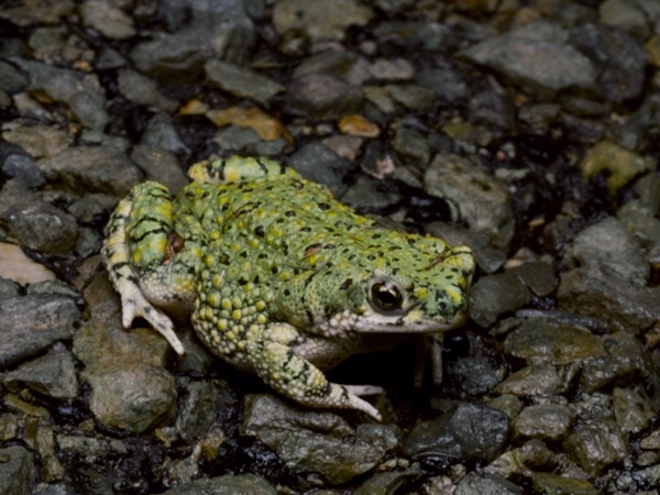 Western Green Toad (Anaxyrus debilis insidior)