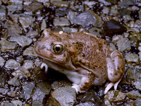 Chihuahuan Desert Spadefoot (Spea multiplicata stagnalis)