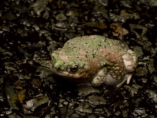 Western Green Toad (Anaxyrus debilis insidior)