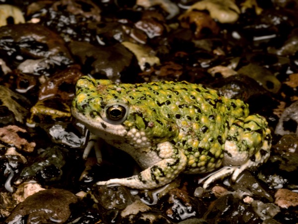 Western Green Toad (Anaxyrus debilis insidior)