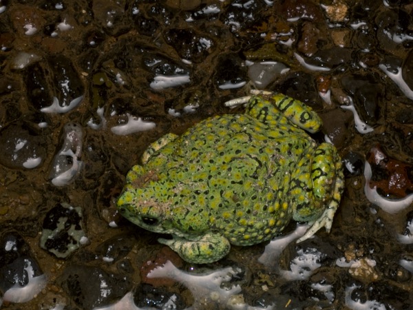 Western Green Toad (Anaxyrus debilis insidior)