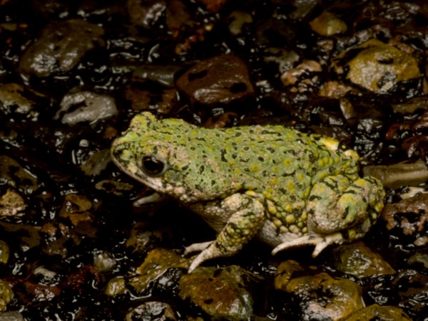 Western Green Toad (Anaxyrus debilis insidior)