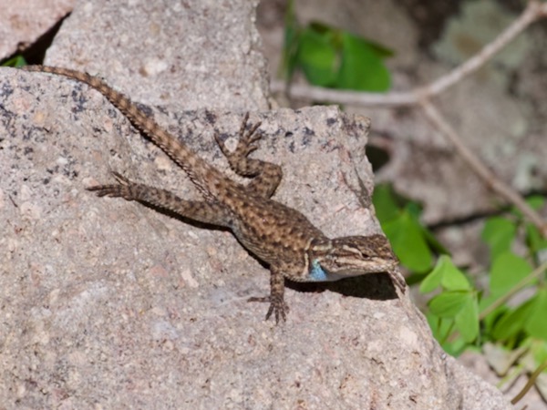 Yarrow’s Spiny Lizard (Sceloporus jarrovii)