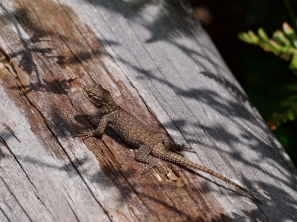 Yarrow’s Spiny Lizard (Sceloporus jarrovii)