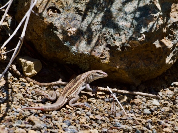 Chihuahuan Spotted Whiptail (Aspidoscelis exsanguis)