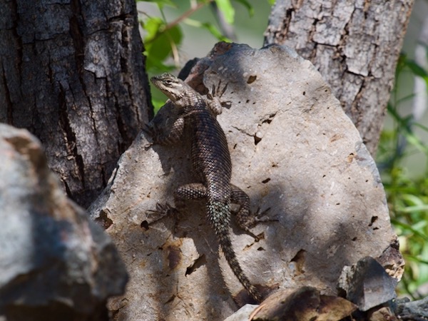 Yarrow’s Spiny Lizard (Sceloporus jarrovii)