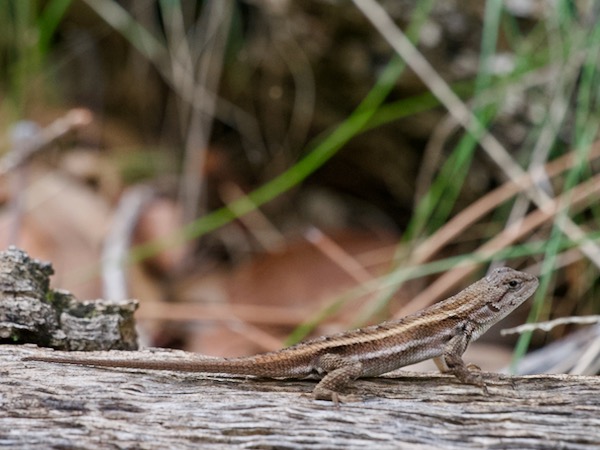 Striped Plateau Lizard (Sceloporus virgatus)