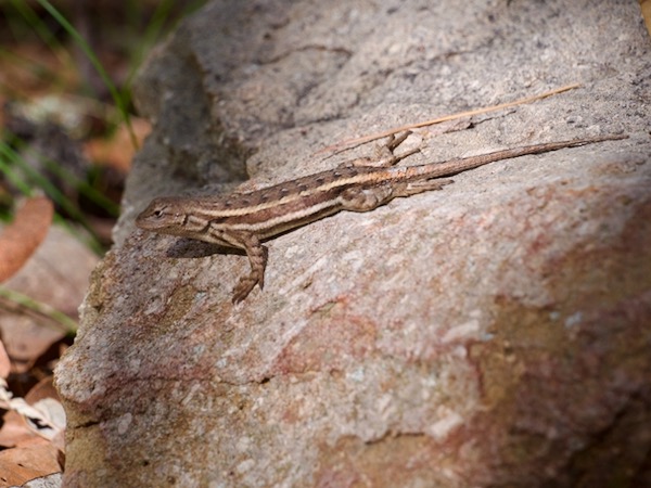 Striped Plateau Lizard (Sceloporus virgatus)