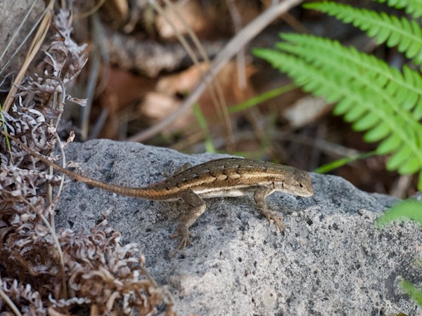 Striped Plateau Lizard (Sceloporus virgatus)