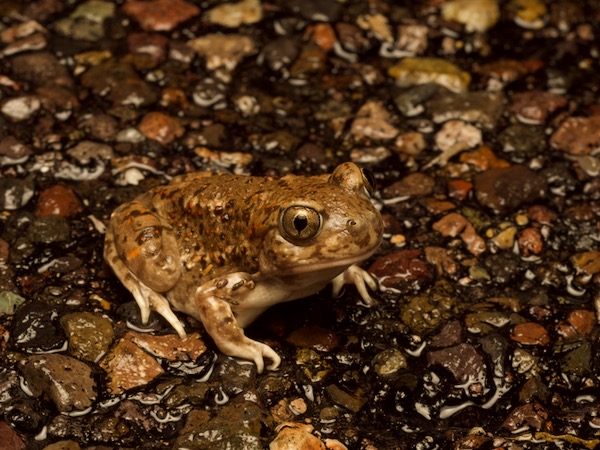 Chihuahuan Desert Spadefoot (Spea multiplicata stagnalis)