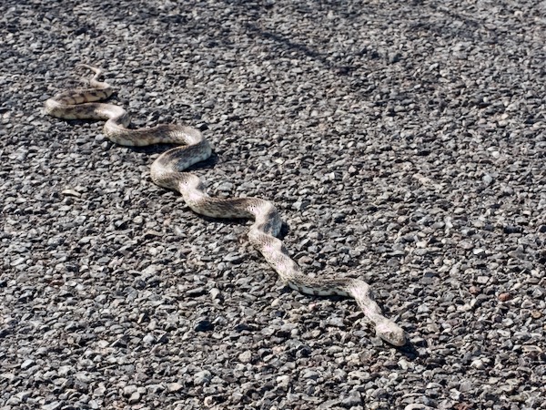 Sonoran Gopher Snake (Pituophis catenifer affinis)