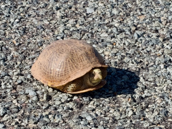 Desert Box Turtle (Terrapene ornata luteola)