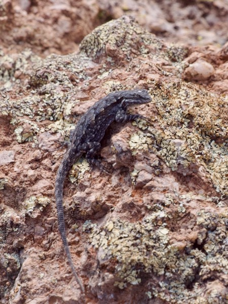 Schott’s Tree Lizard (Urosaurus ornatus schottii)