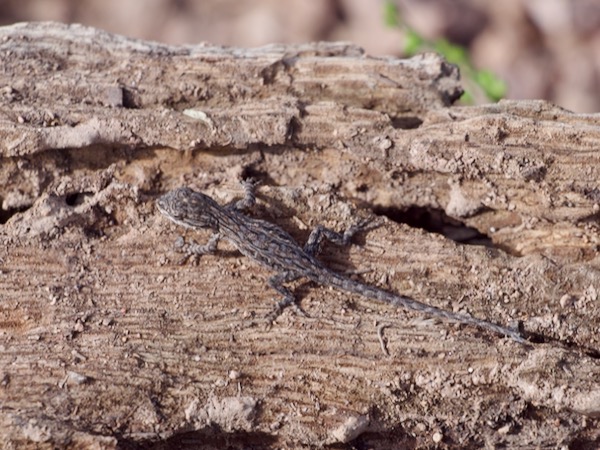 Schott’s Tree Lizard (Urosaurus ornatus schottii)