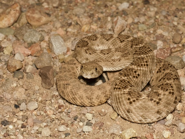 Western Diamond-backed Rattlesnake (Crotalus atrox)