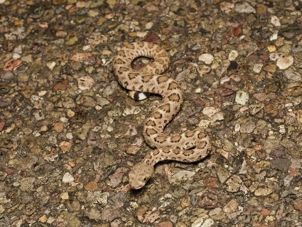 Western Diamond-backed Rattlesnake (Crotalus atrox)