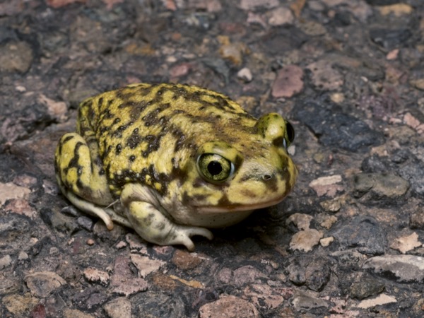 Couch’s Spadefoot (Scaphiopus couchii)