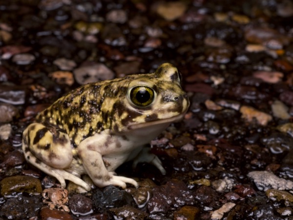 Couch’s Spadefoot (Scaphiopus couchii)