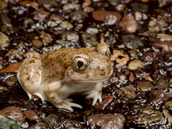 Chihuahuan Desert Spadefoot (Spea multiplicata stagnalis)