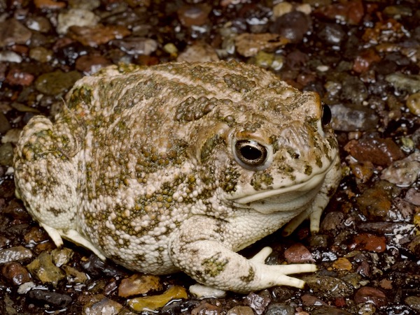 Great Plains Toad (Anaxyrus cognatus)