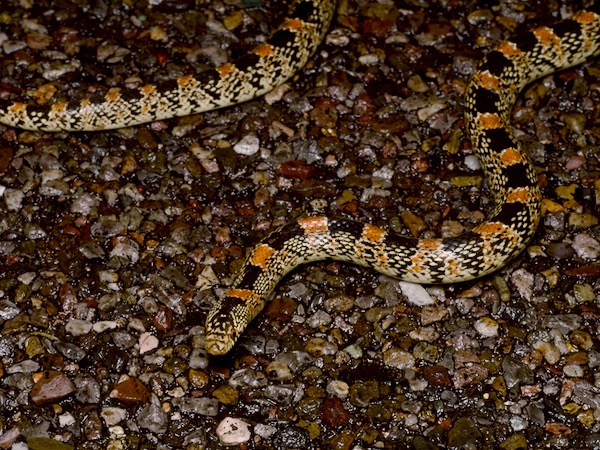 Long-nosed Snake (Rhinocheilus lecontei)