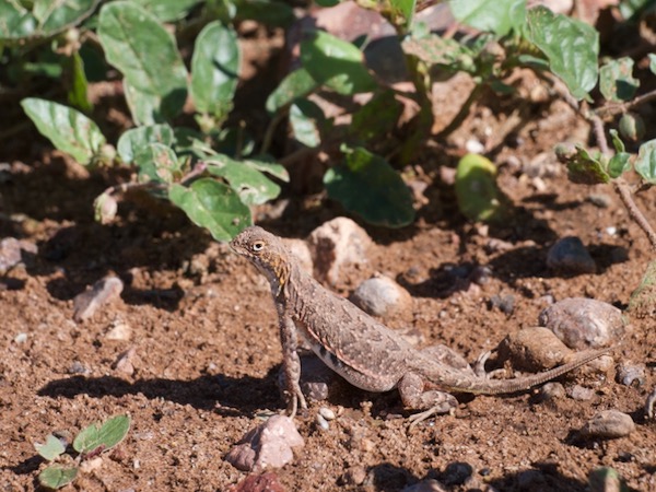 Common Lesser Earless Lizard (Holbrookia maculata)