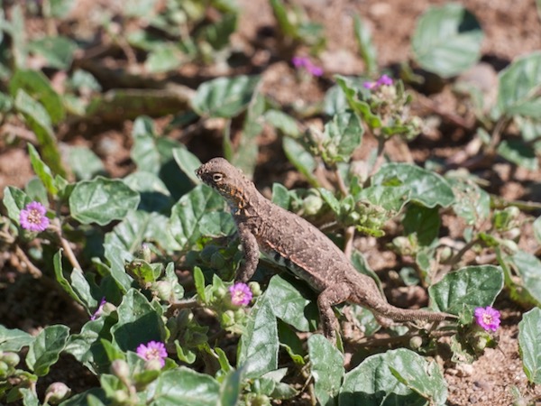 Common Lesser Earless Lizard (Holbrookia maculata)