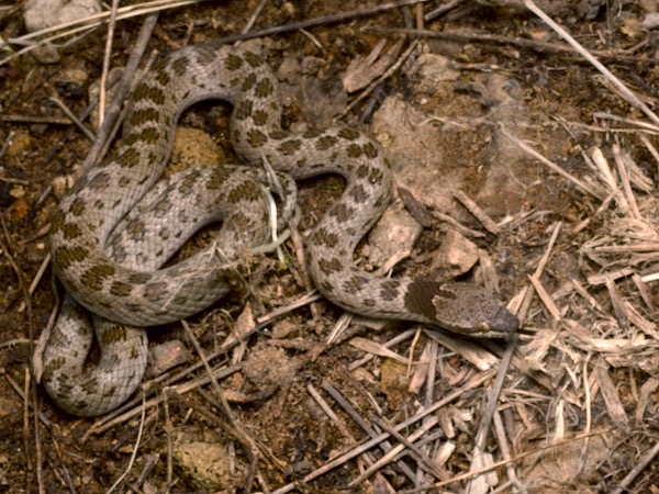 undescribed species (Hypsiglena cf. chlorophaea "Cochise")