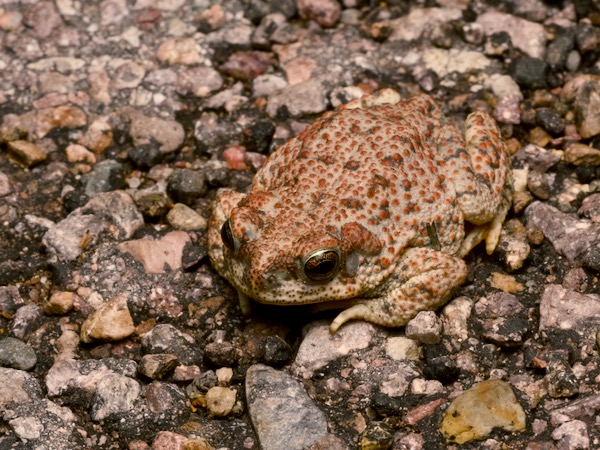 Red-spotted Toad (Anaxyrus punctatus)