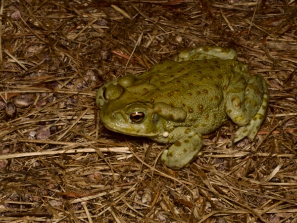 Sonoran Desert Toad (Incilius alvarius)