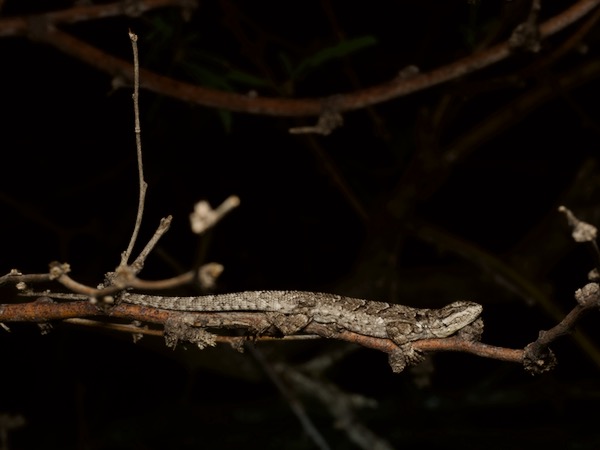 Schott’s Tree Lizard (Urosaurus ornatus schottii)