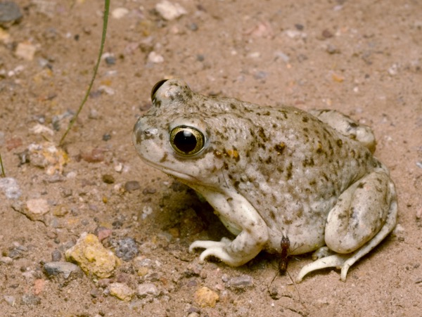 Chihuahuan Desert Spadefoot (Spea multiplicata stagnalis)