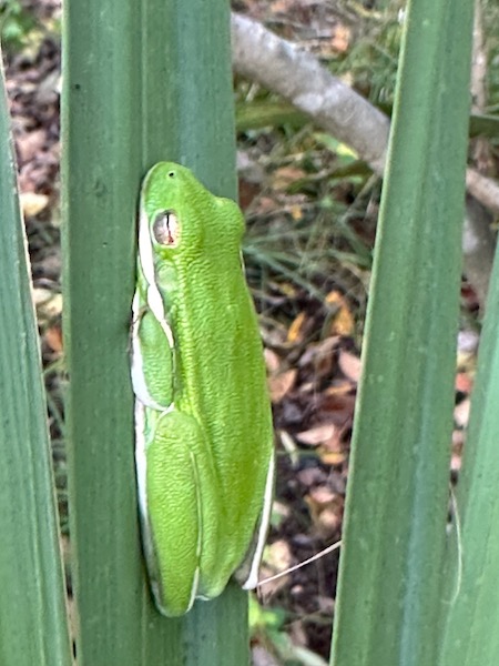 Green Treefrog (Hyla cinerea)