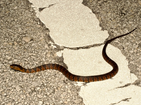 Florida Watersnake (Nerodia fasciata pictiventris)