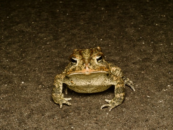 Southern Toad (Anaxyrus terrestris)