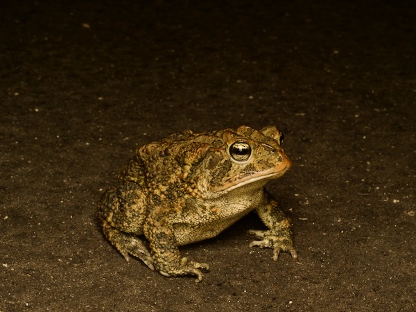 Southern Toad (Anaxyrus terrestris)