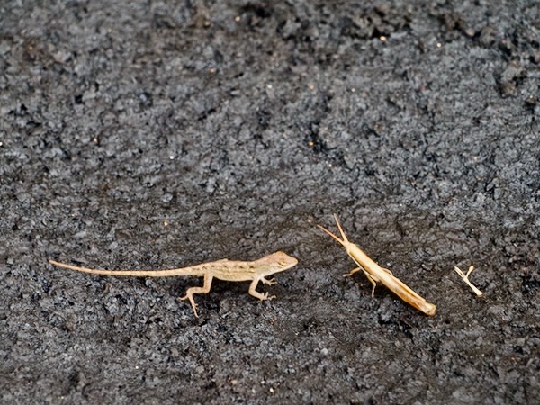 Cuban Brown Anole (Anolis sagrei sagrei)