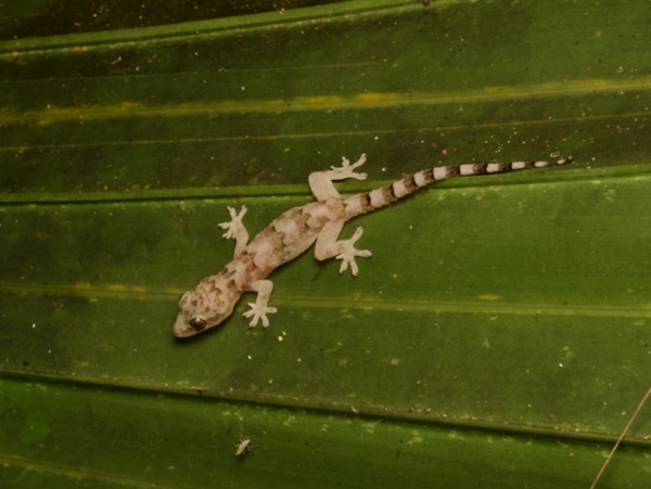 Tropical House Gecko (Hemidactylus mabouia)