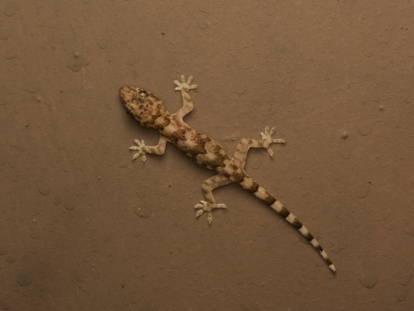 Tropical House Gecko (Hemidactylus mabouia)