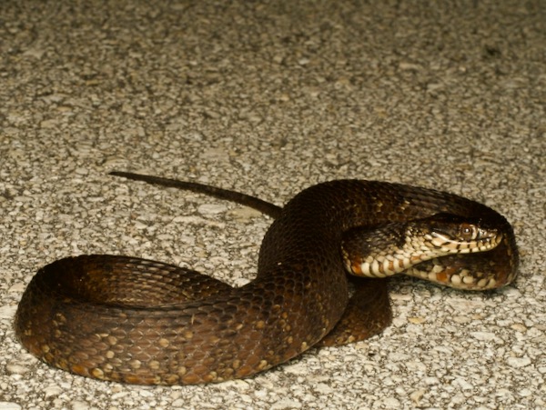 Florida Watersnake (Nerodia fasciata pictiventris)