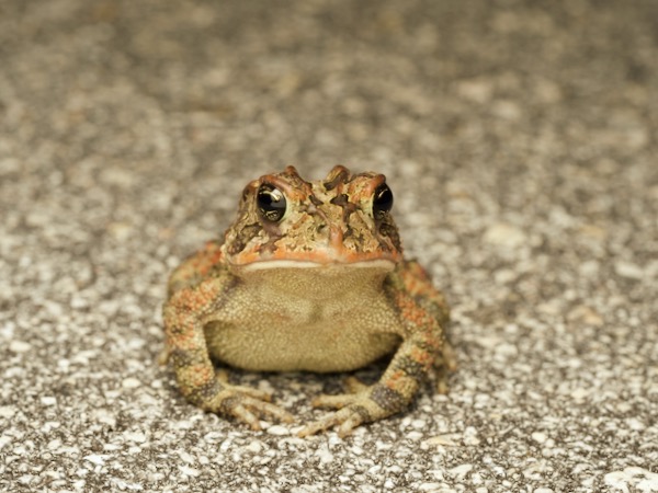 Southern Toad (Anaxyrus terrestris)