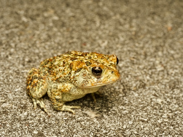 Southern Toad (Anaxyrus terrestris)