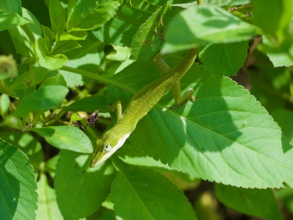 Green Anole (Anolis carolinensis)