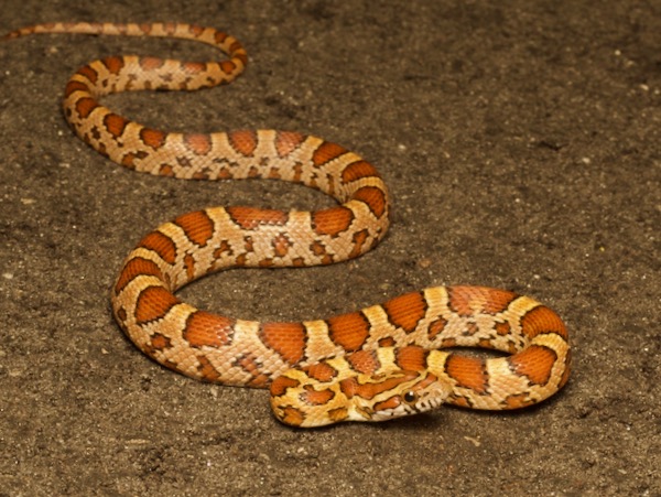 Corn Snake (Pantherophis guttatus)