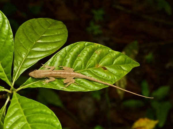 Cuban Brown Anole (Anolis sagrei sagrei)