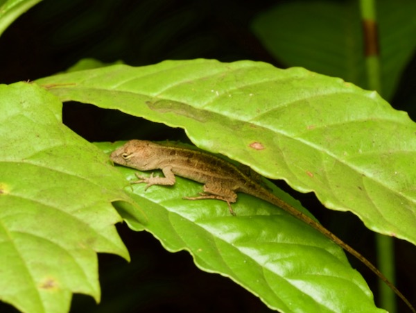 Cuban Brown Anole (Anolis sagrei sagrei)