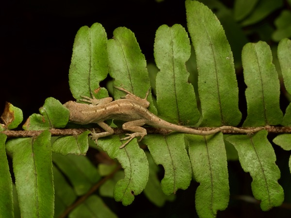 Cuban Brown Anole (Anolis sagrei sagrei)